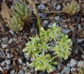 Petrosedum sediforme